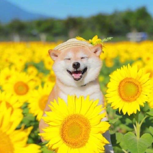 向日葵中开心笑的狗狗头像图片