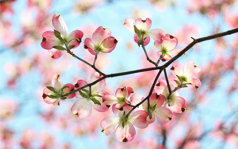 春天花园树枝粉红色的花朵花瓣