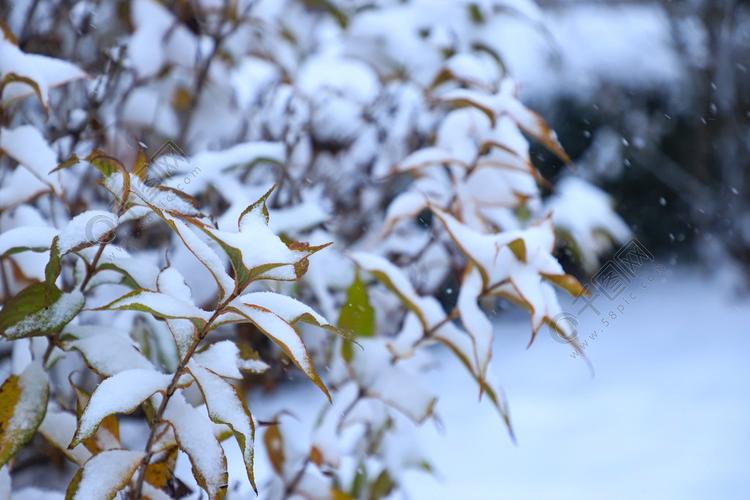 雪景冬天植物雪天树叶冬季雪景细节照片摄影3月前发布