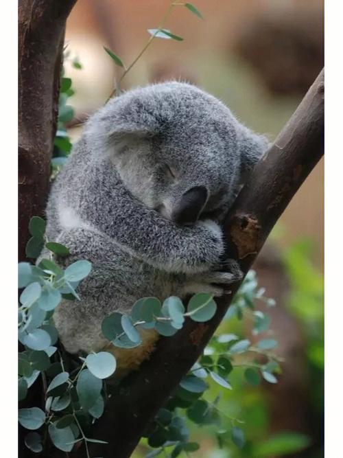 澳大利亚的国宝考拉宝宝天生爱做两件事吃桉树叶和睡觉它们吃的