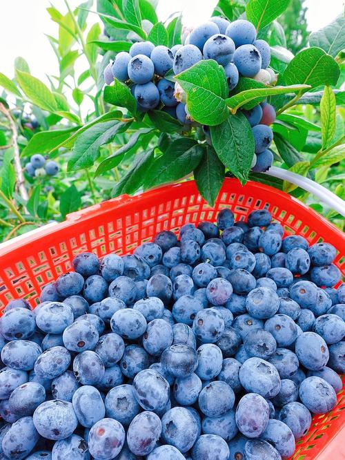 青岛即墨的有机蓝莓熟啦75可采摘到7月底