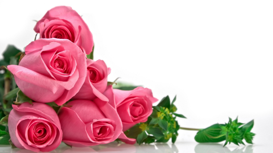 爱情之花粉色玫瑰图片花卉鲜花花朵玫瑰粉色玫瑰