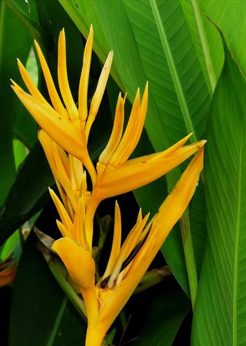 路边的热带植物花卉非常养眼华为手机拍摄