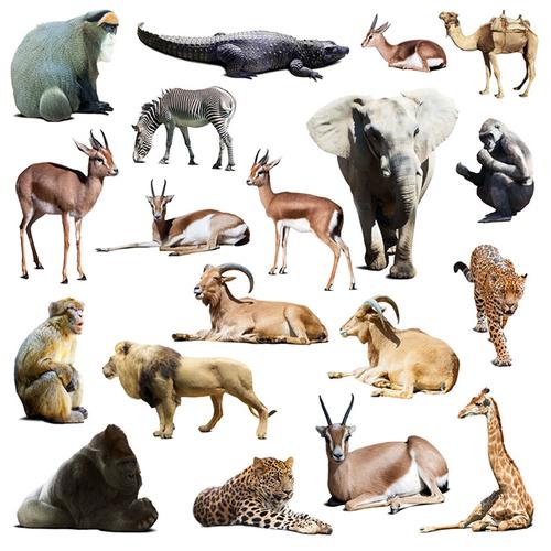 各种姿态的野生动物高清图片