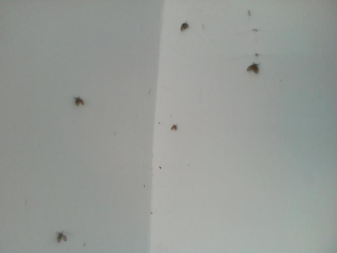 白墙壁上的小飞虫怎么处理