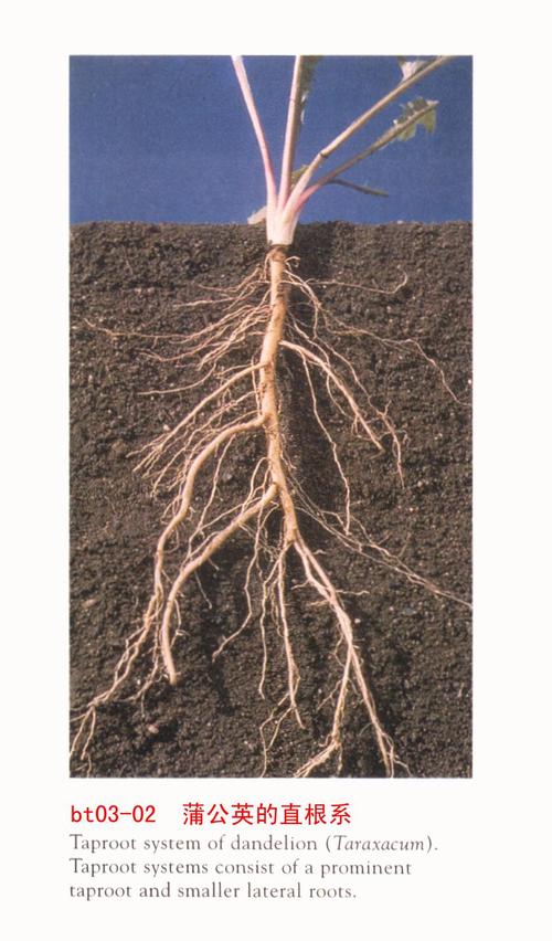 营养器官通常指植物的根茎叶等器官而生殖器官则为花果实种子等.