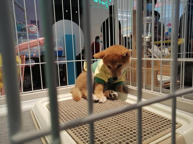 在商场宠物店发现一只委屈巴巴的狗勾