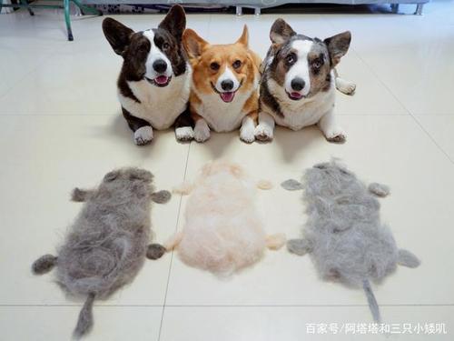 换毛季来啦用三只小柯基的毛摆出同款小狗