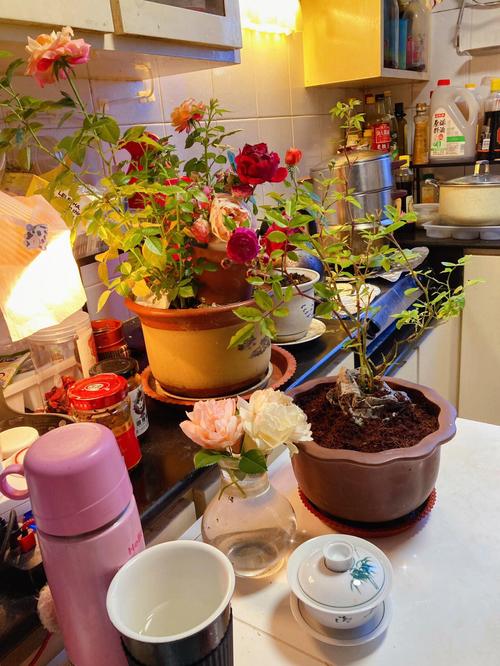 厨房种花