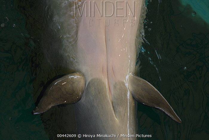 在雌性鲸鱼的腹部有一道长长的裂纹这就是生殖裂genital