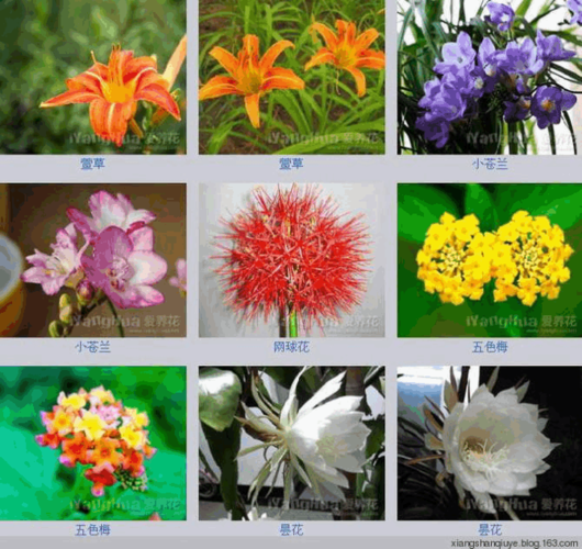 各种花卉名称图片大全