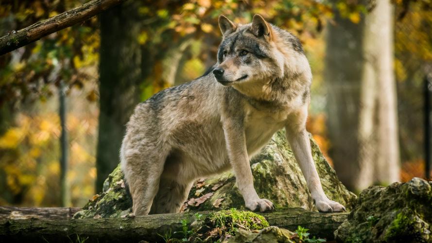 狼野生动物凶猛动物霸气血性的狼