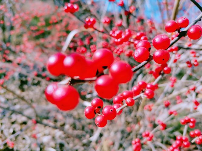 北京园林中的红娘子诗贤冬季摄忍冬