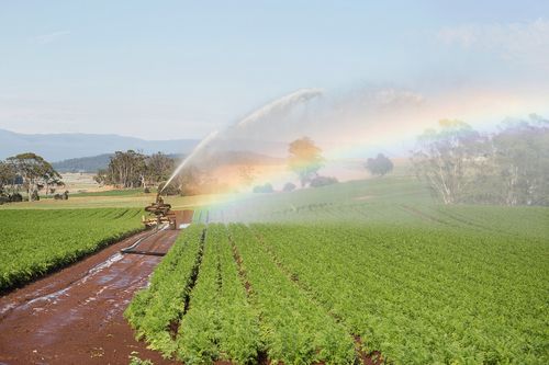 胡萝卜作物地点灌溉洒水器浇水农作物