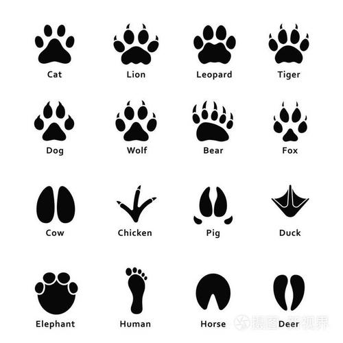 动物脚印爪印一套不同的动物和鸟类的脚印和痕迹猫狮子老虎熊狗牛猪象