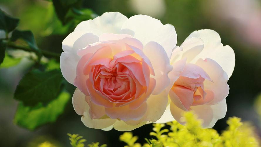 自然植物花卉玫瑰粉红色的花朵艺术设计摄影顶视图风景花园