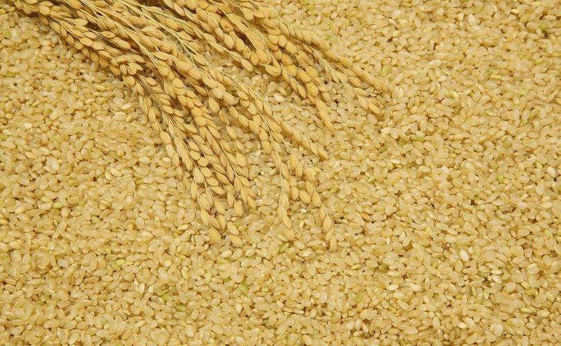 糙米有哪些营养