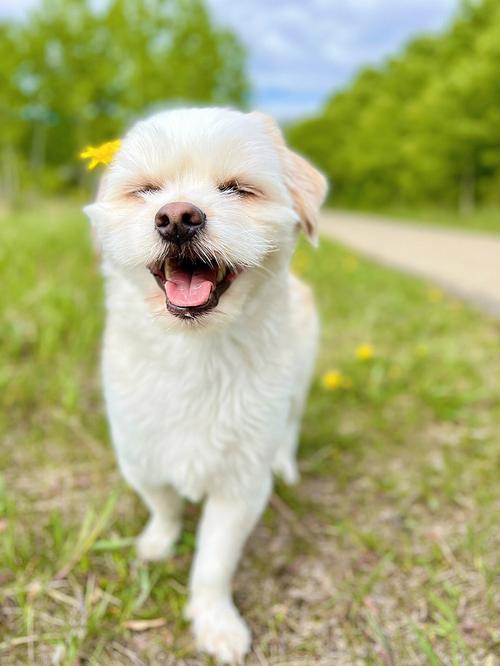 全网笑的最开心的狗