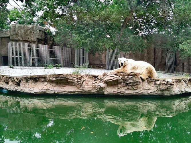 北京动物园小记