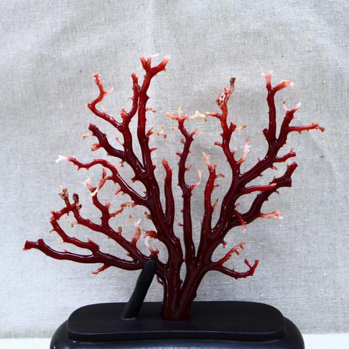 98红珊瑚招财树