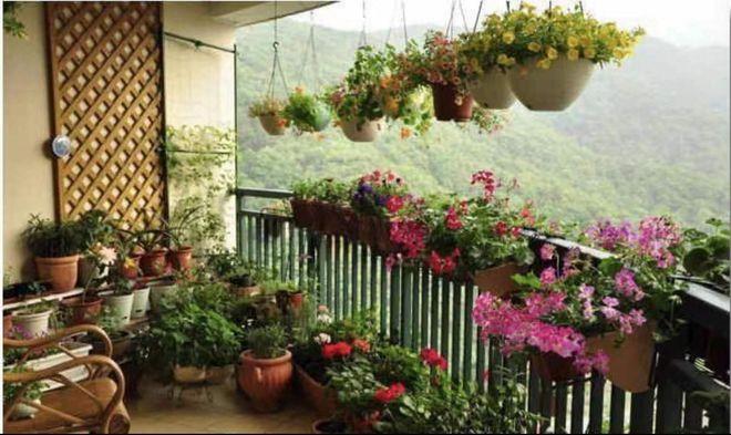 适合阳台种的3种花打造家中小花园让你的阳台不再单调