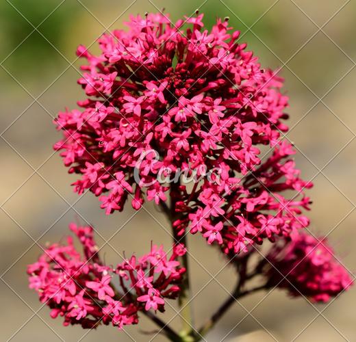 红色花英国多年生植物摄影图片