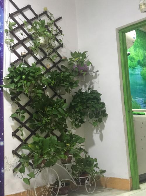 实木网格客厅挂墙花架壁挂墙上装饰阳台墙壁绿萝悬挂式植物花盆架