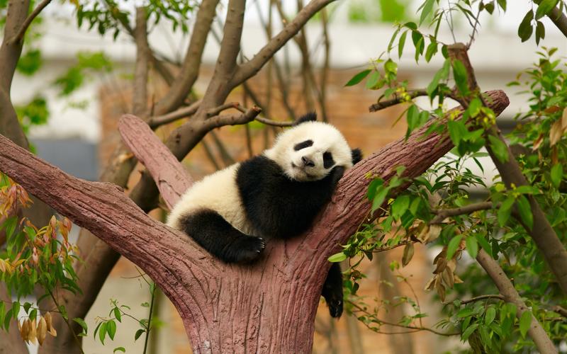 可爱的熊猫熊睡觉休息树动物园壁纸1920x1080分辨率查看