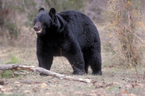 亚洲黑熊的上半身有很强的爬树能力又叫月亮熊受迫害很严重