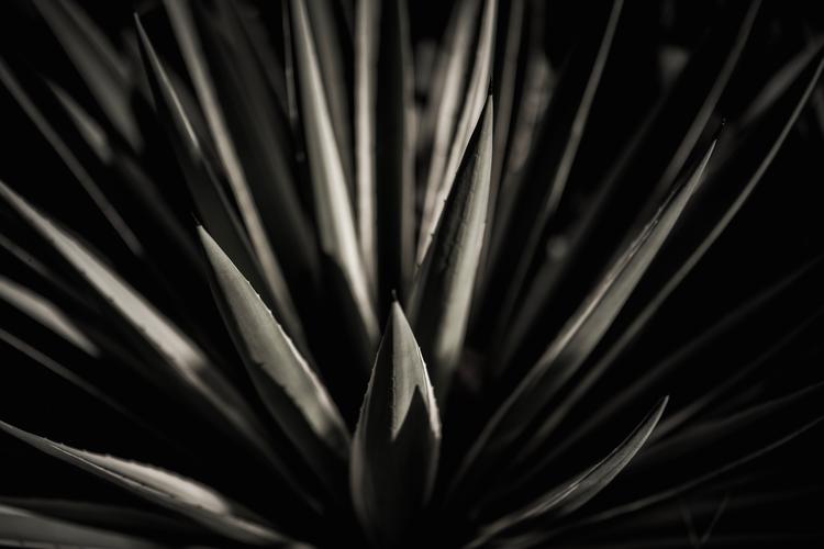 植物室外黑暗黑色和白色1024x768分辨率下载