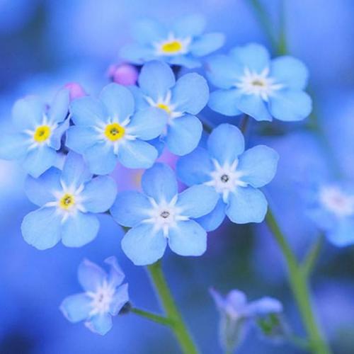 浅蓝色鲜花