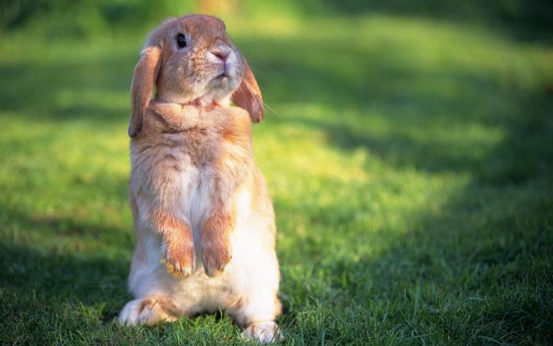 可爱的小兔子萌宠乖乖兔子动物壁纸