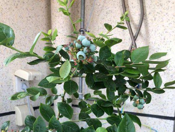 蓝莓几月份出花芽
