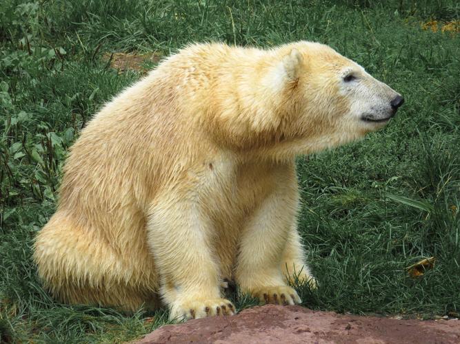 憨厚可掬的北极熊图片北极熊北极动物