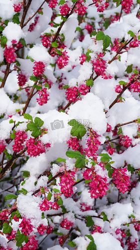 冬天花朵上的积雪
