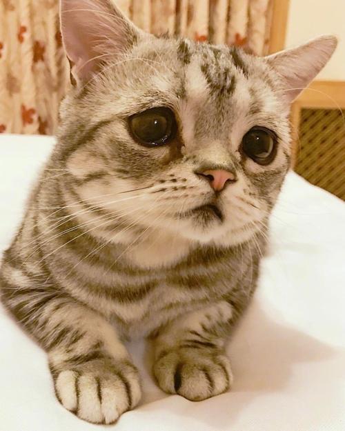 可爱又带点伤感的猫咪图片2017一只看上去自带悲伤的小猫咪