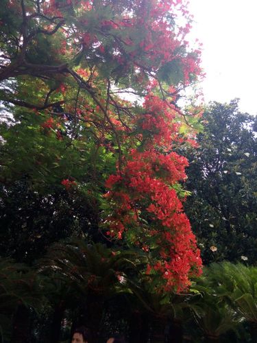 五月的广州凤凤花盛开高大的绿树开满红彤彤的花儿鲜艳胜火甚为