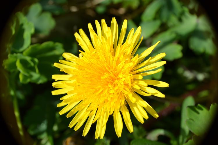 黄色的蒲公英图片花的特写花卉鲜花花朵蒲公英野花