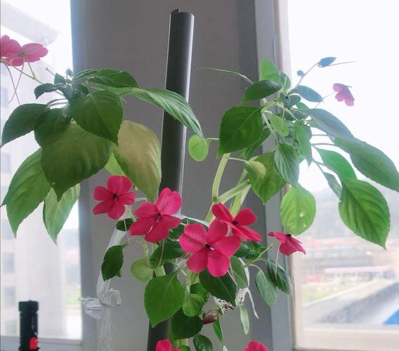 玻璃翠花的养殖方法和技巧