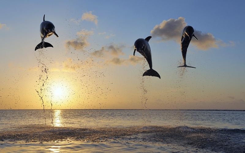 自然动物海豚哺乳动物风景海dolphinmammalsanimalsseanature壁纸图片