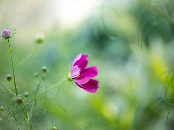 花朵护眼花未眠绿色清新植物唯美一朵花masarukuroda风景