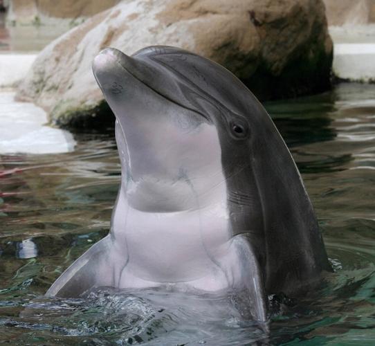 周日杜伊斯堡动物园的海豚表演被迫中断来自荷兰爱护动物人士跳进了