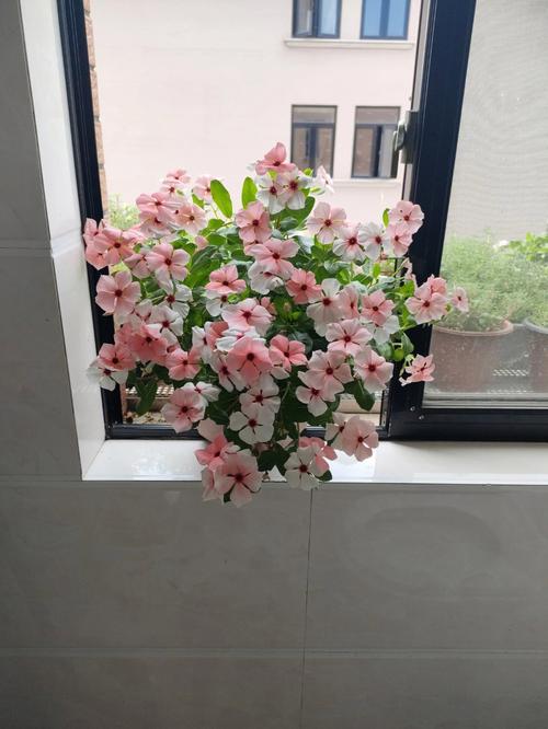 窗台上的长春花