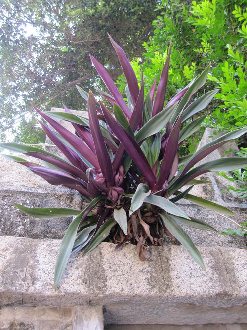 紫背万年青植物图片其他种类的植物植物蚌花紫背万年青