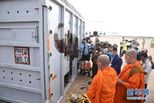 11月30日装有大象卡万的集装箱被运抵柬埔寨暹粒国际机场.