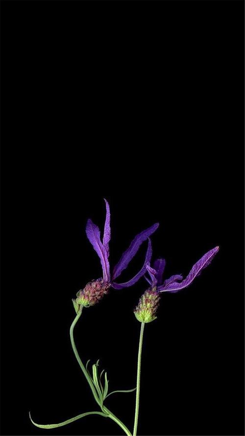 纯黑系花卉植物高清手机壁纸