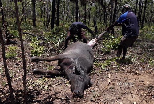 除了猎鳄当地土著人还猎杀其它野生动物包括野牛和野猪.