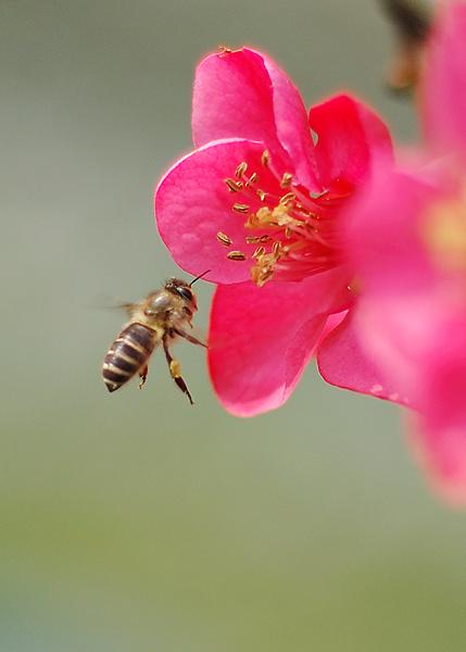 蜜蜂与海棠花