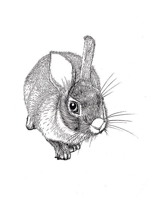 黑白动物线描灰兔