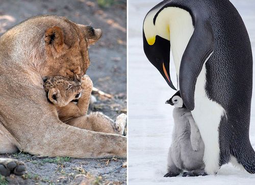 盘点动物宝宝和妈妈大玩爱的抱抱